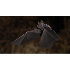 Vampire Bat (Animated)